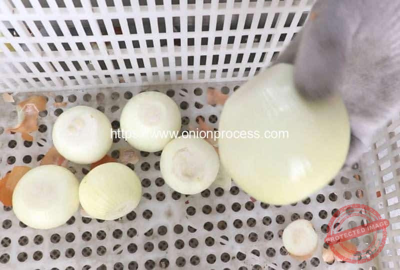 Onion-Peeling-and-Root-Cutting-Machine-for-USA-Testing-Result